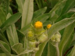 2013-08-18_Regina-F-Rau_Schachen_Blumen  (154).JPG